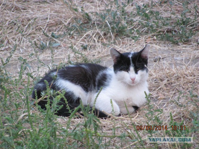Котовторник 09.09.2014
