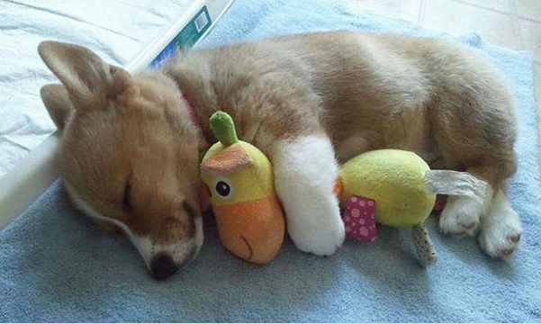 Зверята в обнимку с игрушками.