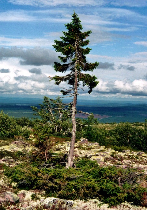 Самые старые деревья на Земле