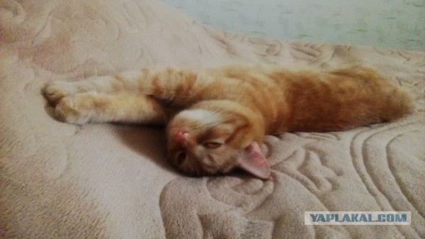 Котовторник 28.04.2015