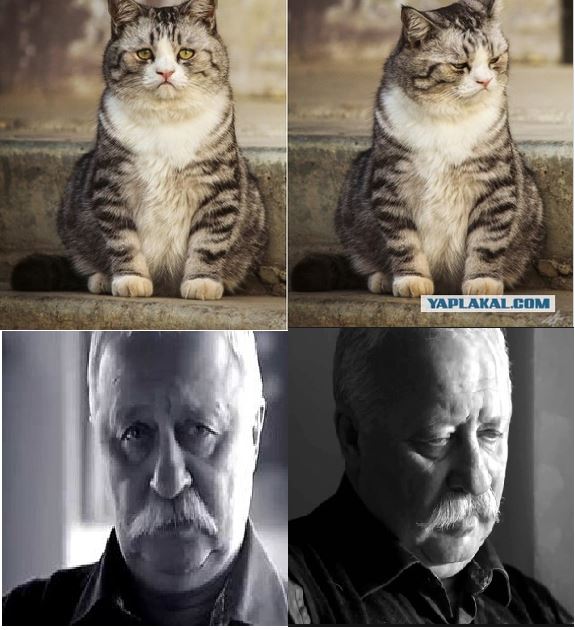 Известные котомемы.