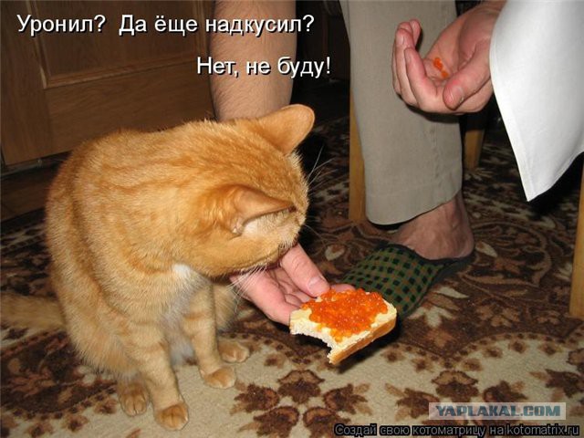 Веселые картинки