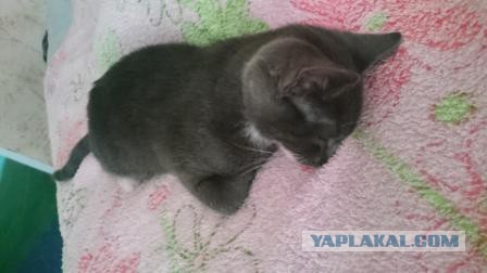 Котовторник 28.07.2015