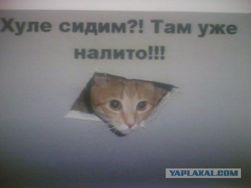 Про котейку