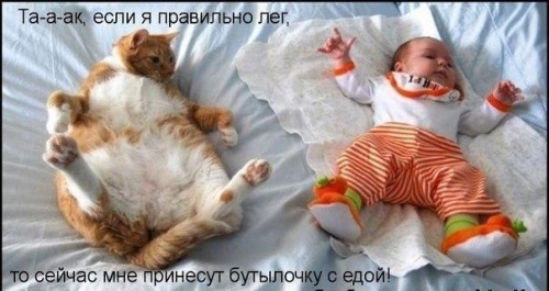 Котовторник