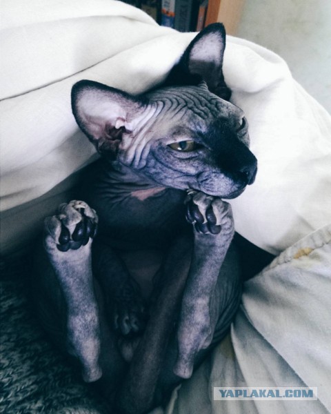 Домик для котейки
