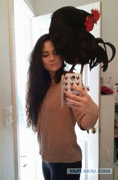 Забавные картинки из Сети