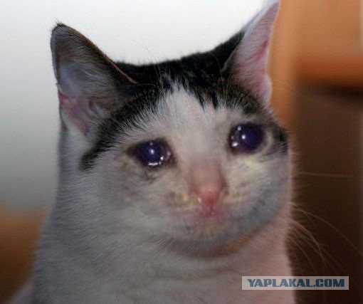 Не берите шиншилл