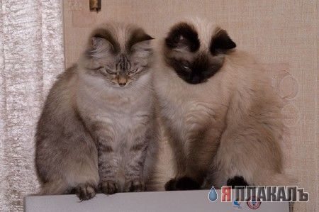 Котовторник!