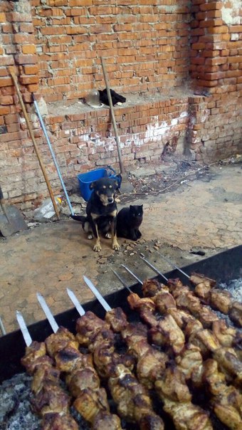 Мохнатые беспредельщики