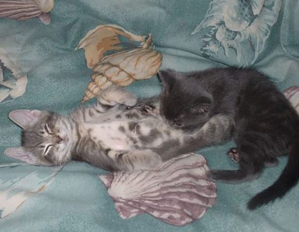 Котосреда!