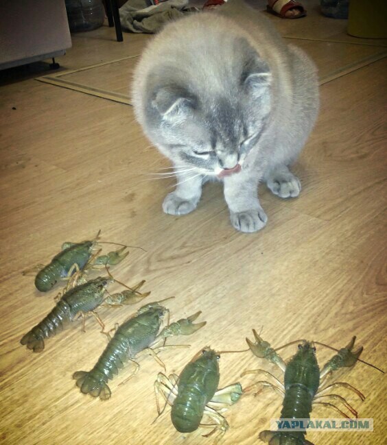 Коты из сети