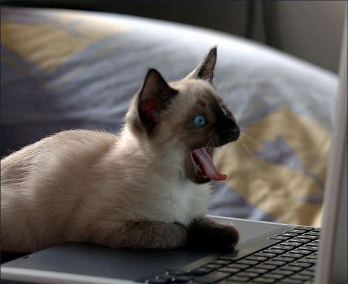 Коты из сети