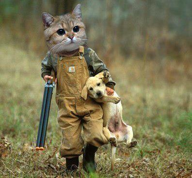 Коты из сети