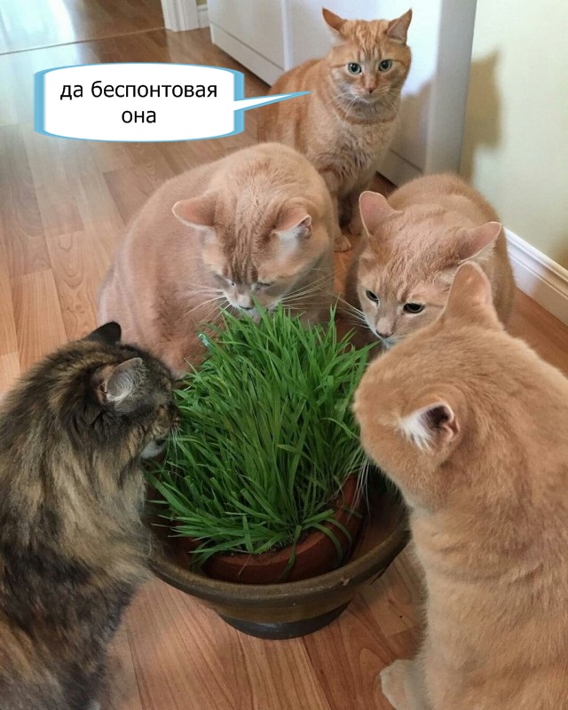 Подборка интересных и веселых картинок