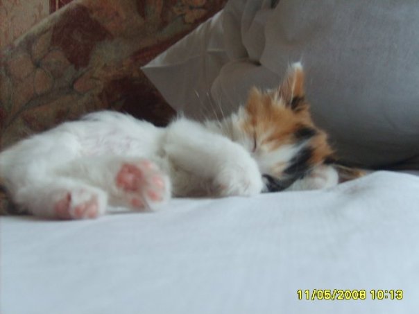 Коты и Кошки