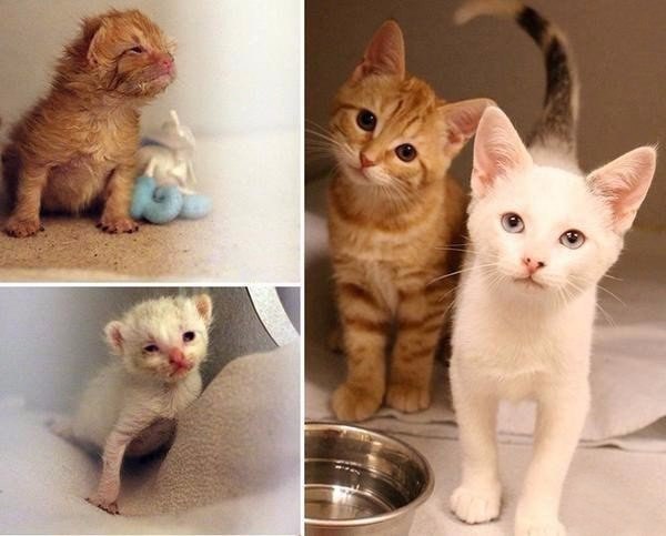 Коты и Кошки