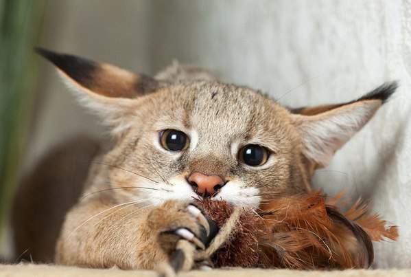 Коты и Кошки