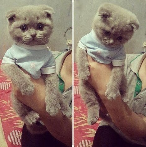 Коты и Кошки