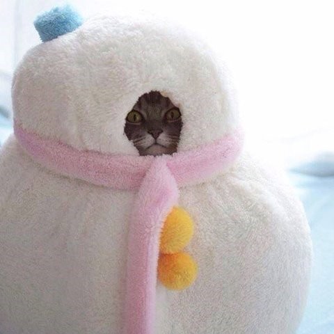 Коты и Кошки