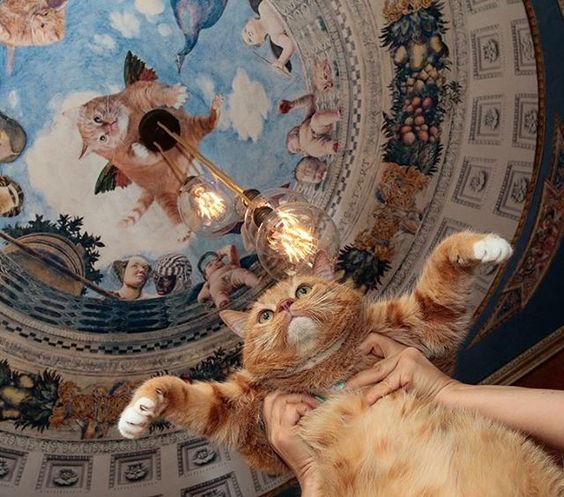 24 кота, которые подняли дерзость на новый уровень