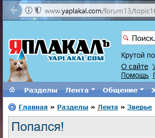 Попался!