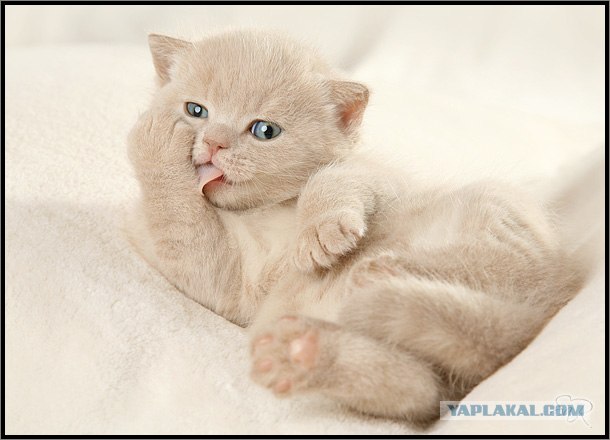 Даёшь Котовторник на ЯПе! (29.07.08)