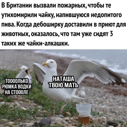 Специфический юмор
