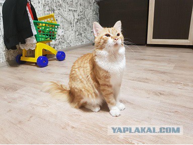Рыжий норвежский кот с роскошным хвостом обожает гулять с людьми по дикой природе