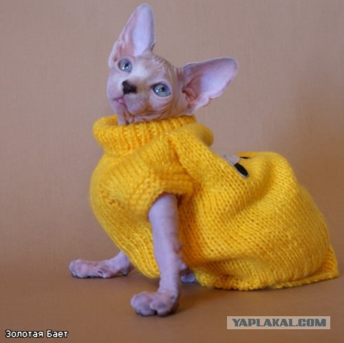 Котовторник 14.09.2010 Голые кошки на Yaplakal