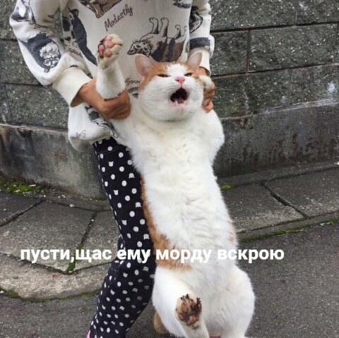 Немного милоты