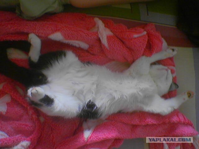 Котовторник  07.06.11