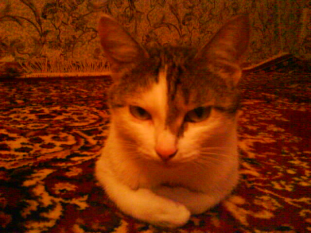 Ну и где ваш котовторник?