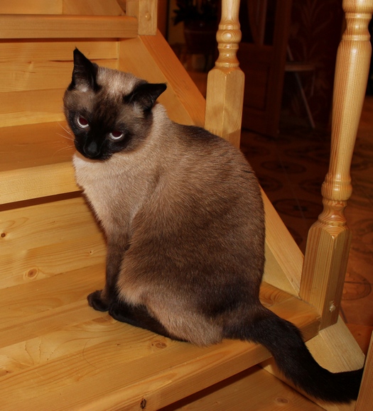 Котовторник 17.04.2012