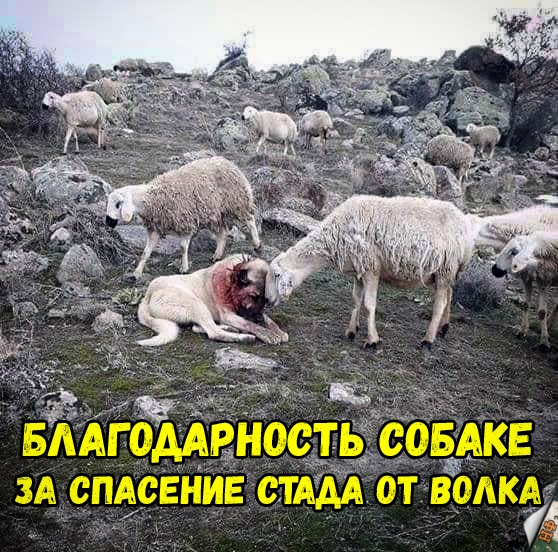 Милые животные. Мимиметр сломался