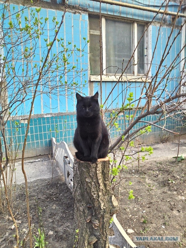 Задорные заборные котэ