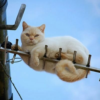Коротковолновики