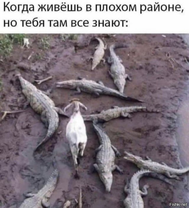 Весёлый полтишок 23.03