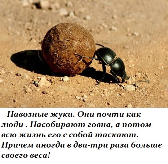 Юмор и прикольные картинки