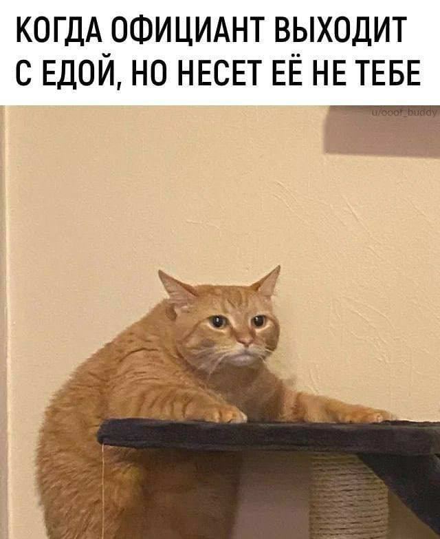 Весёлый полтишок 10.08