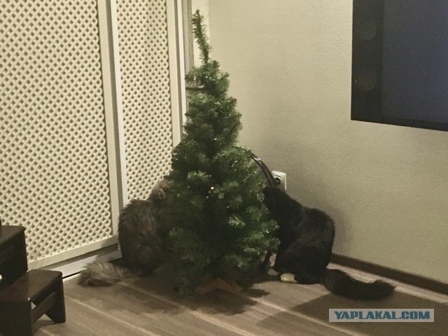 Давайте постить своих котов и кошек