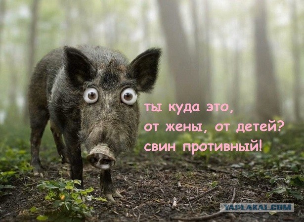 Насколько силен дикий кабан
