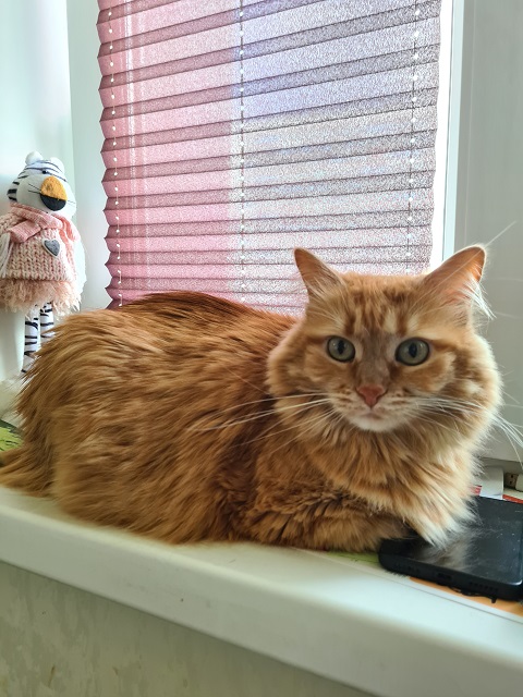 И снова день кошачий!