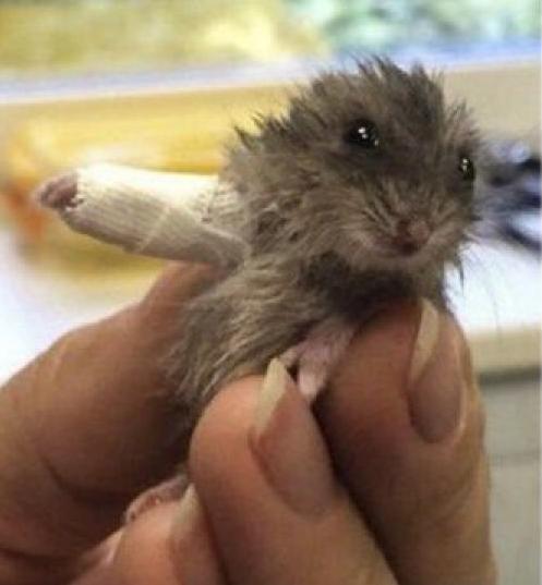 Это кот Валлаби. Он топает к вам навстречу на своих новых протезах.
