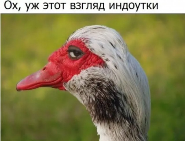 Скриншоты и комментарии из социальных сетей 20.07.22