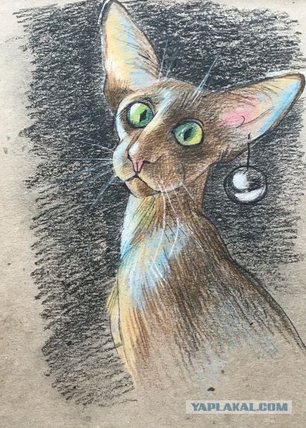 Котик с приюта