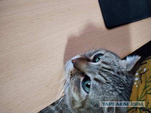 Вторник, сэр кот