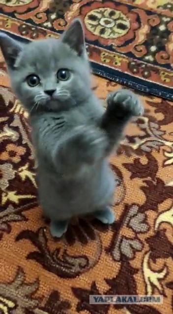 Котовторнику посвящается, подобрашка Маня