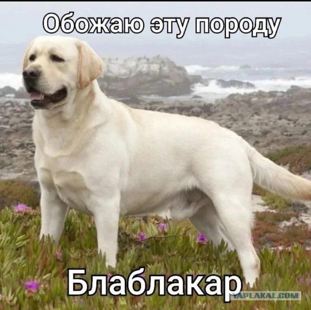Всего понемногу.