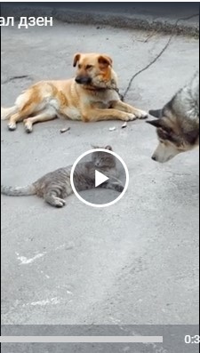 Котэ познал дзен